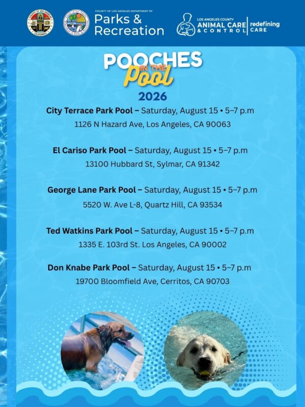 Pooches in the Pool