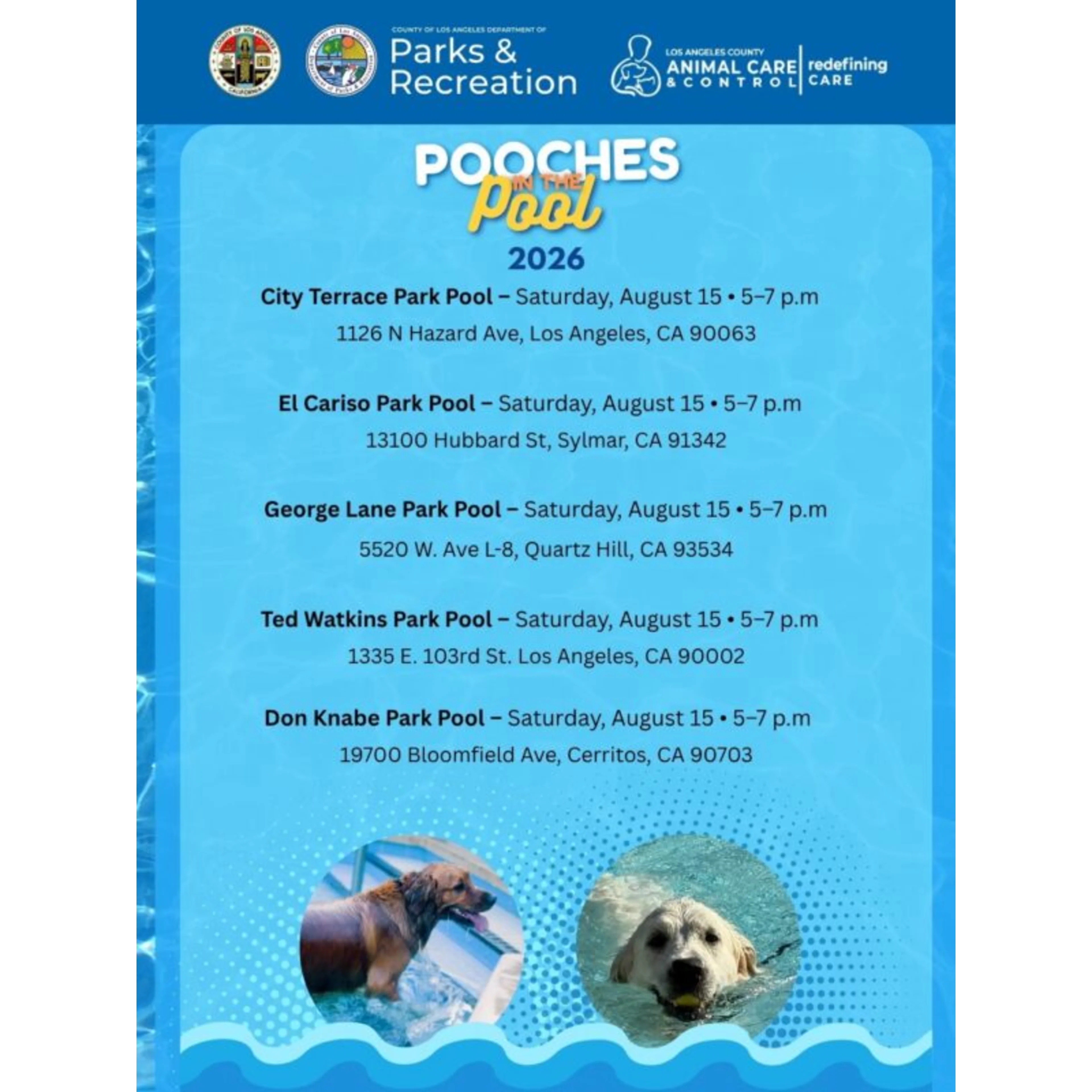 Pooches in the Pool