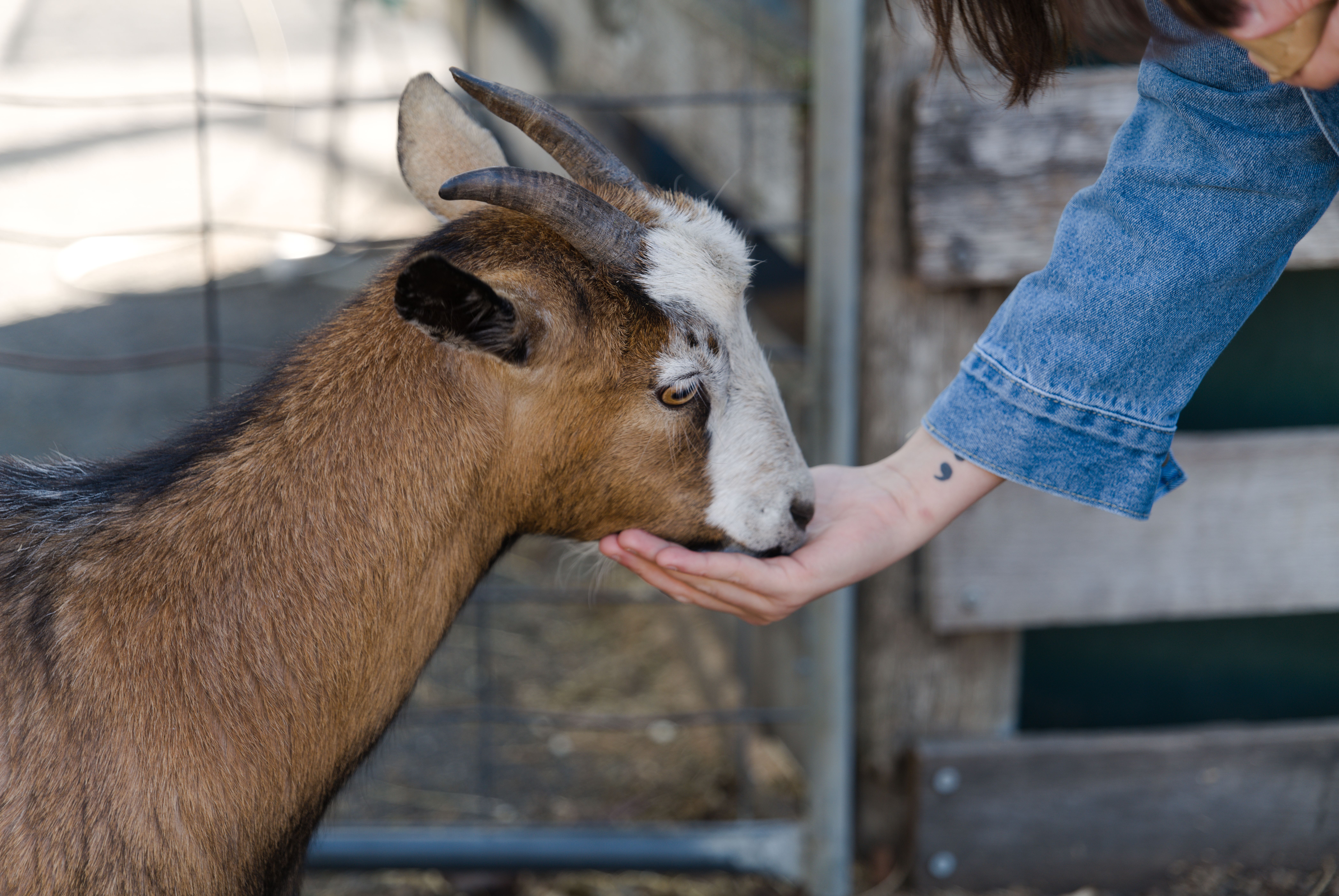 A brown and white goat with small horns sniffs a person's open hand near a farm fence.