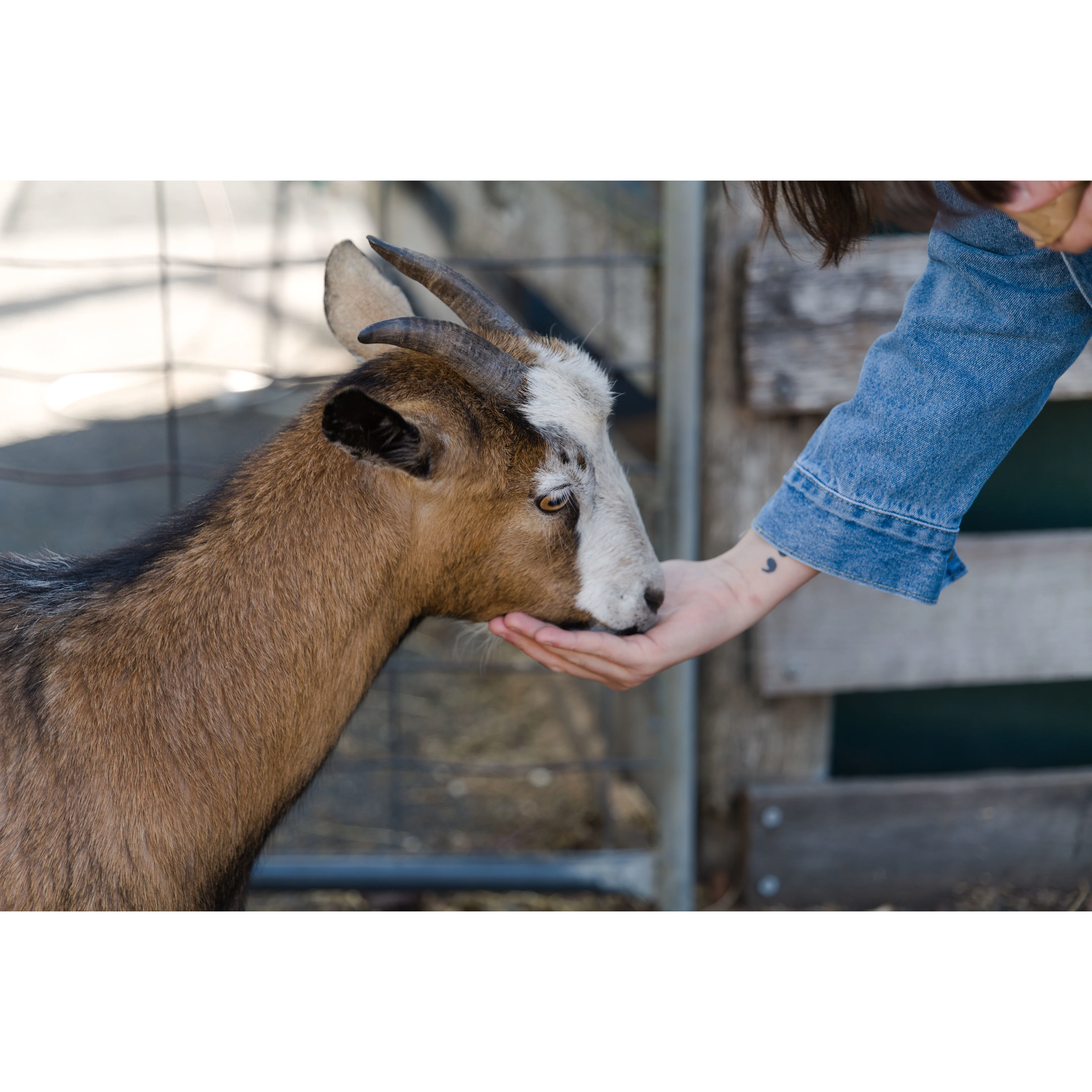 A brown and white goat with small horns sniffs a person's open hand near a farm fence.