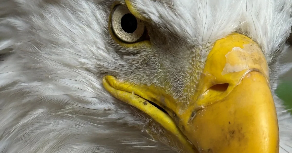Jackie the eagle, P-22, and the allure of celebrity…