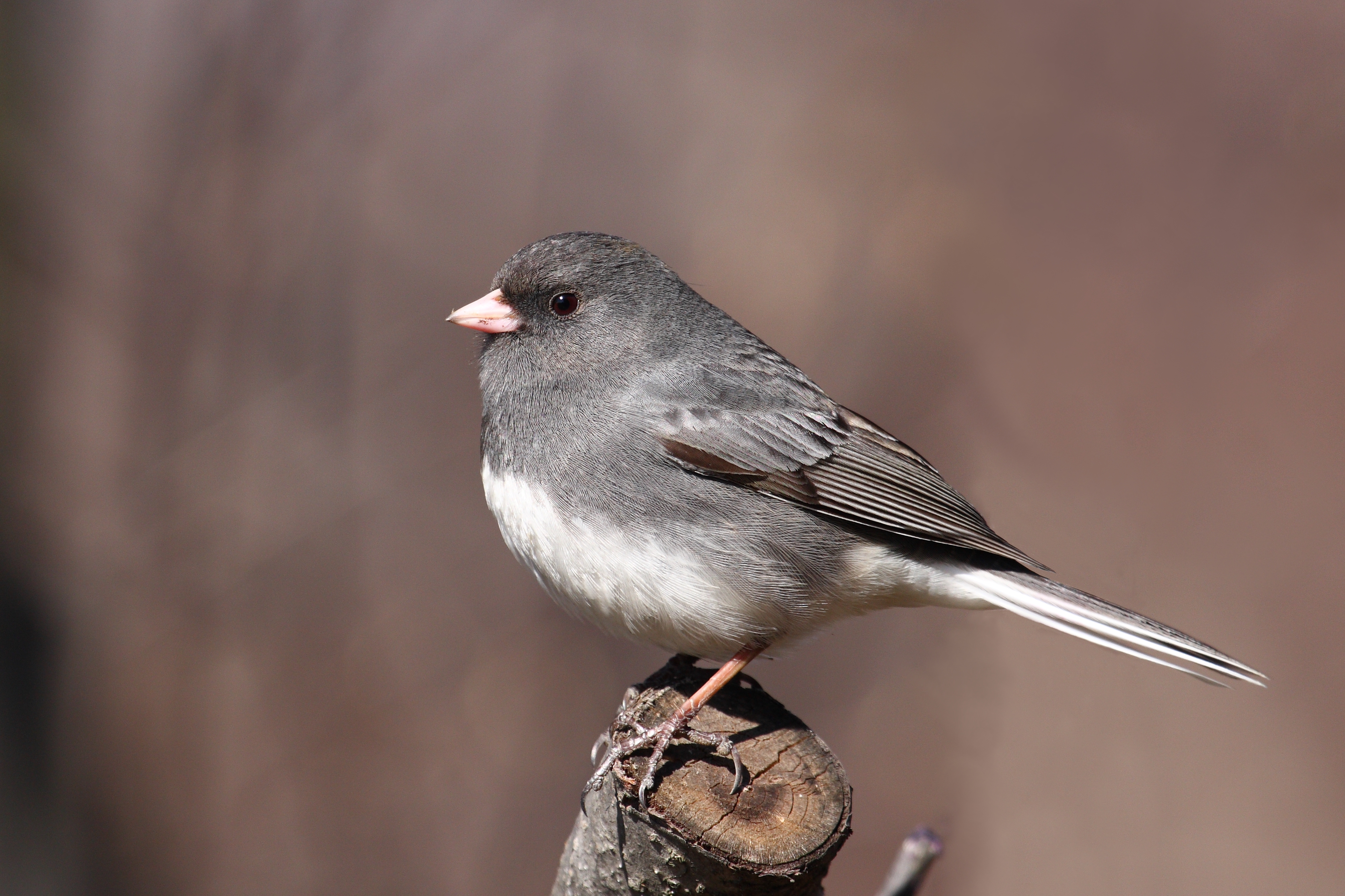 A gray junco bird with a white belly sits on a tree branch.