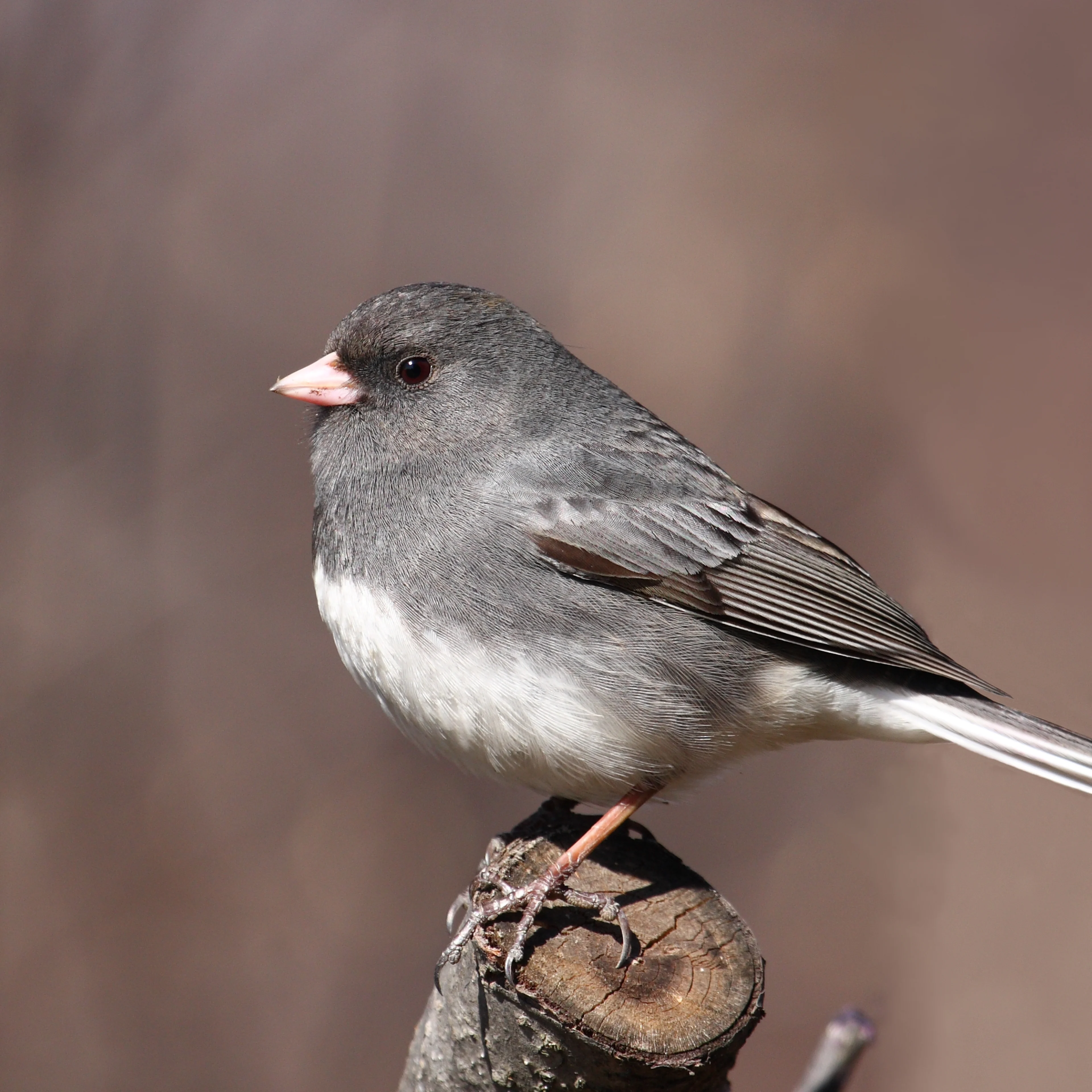 A gray junco bird with a white belly sits on a tree branch.