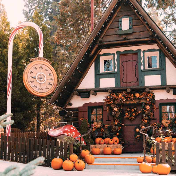 Pumpkins in the Pines
