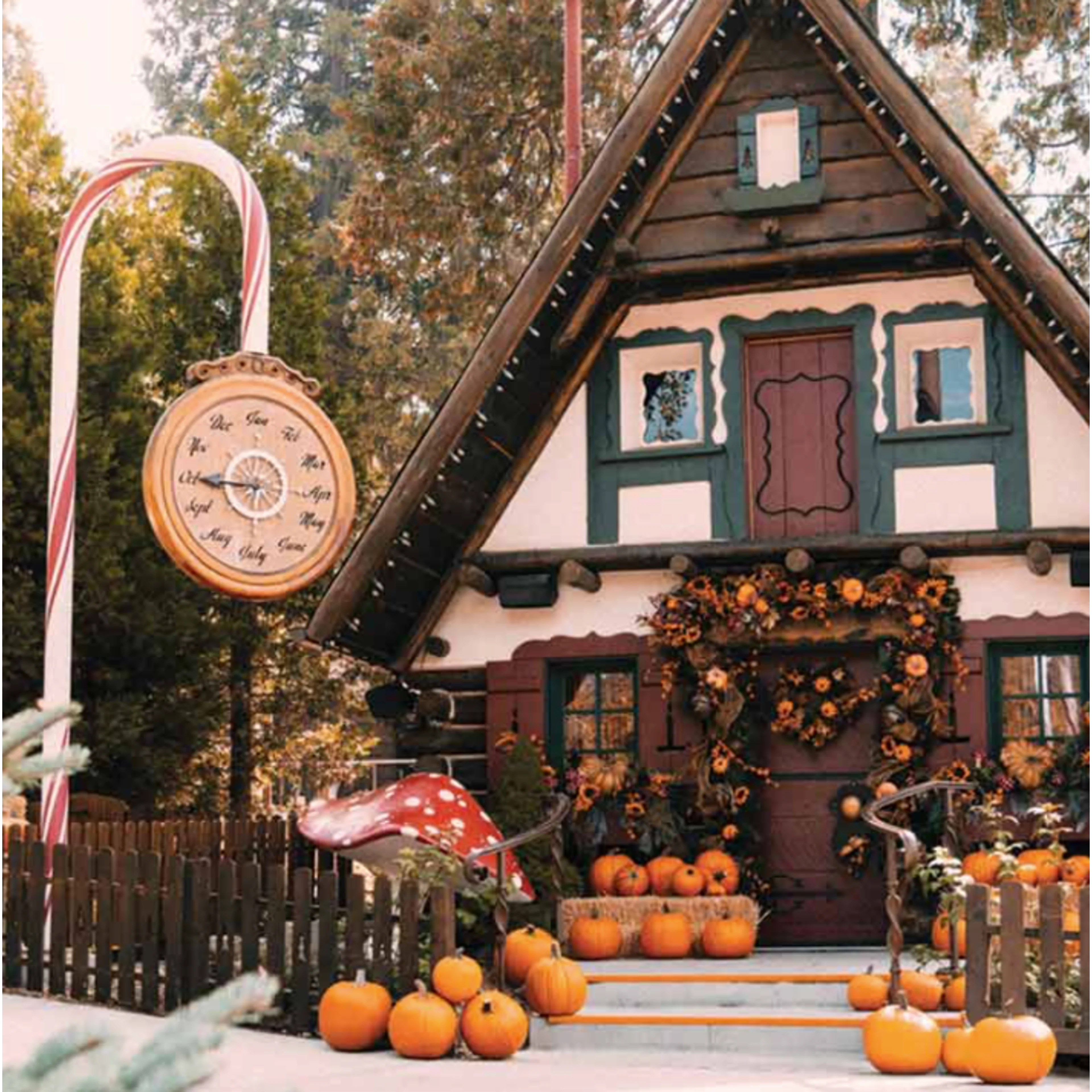 Pumpkins in the Pines