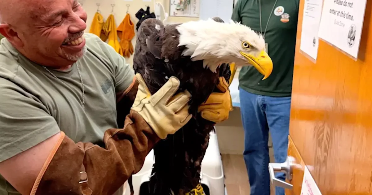 Jackie got jumped! Beloved Big Bear eagle recovering…