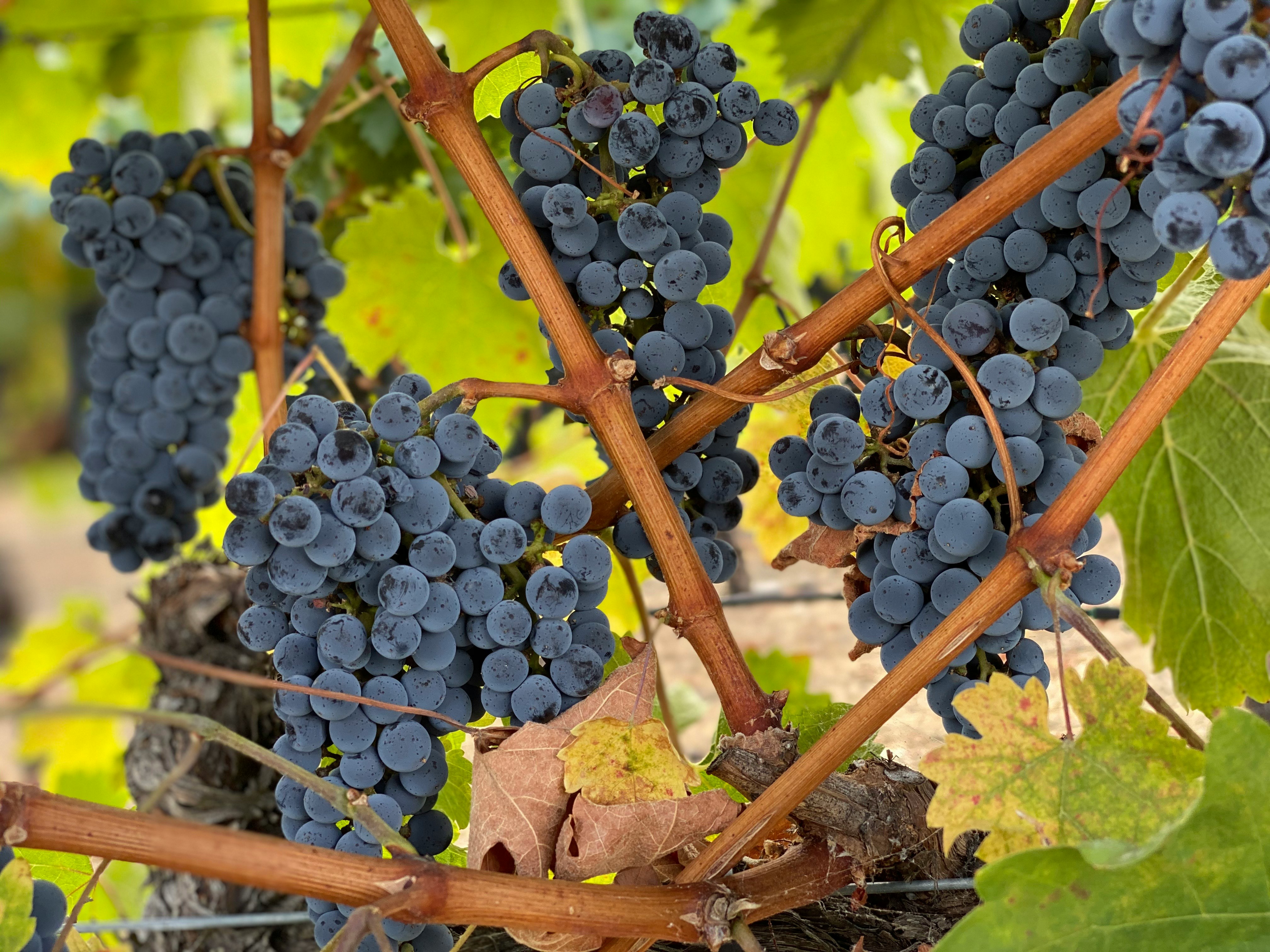 Clusters of ripe purple wine grapes hanging from brown vines with green leaves in a vineyard.