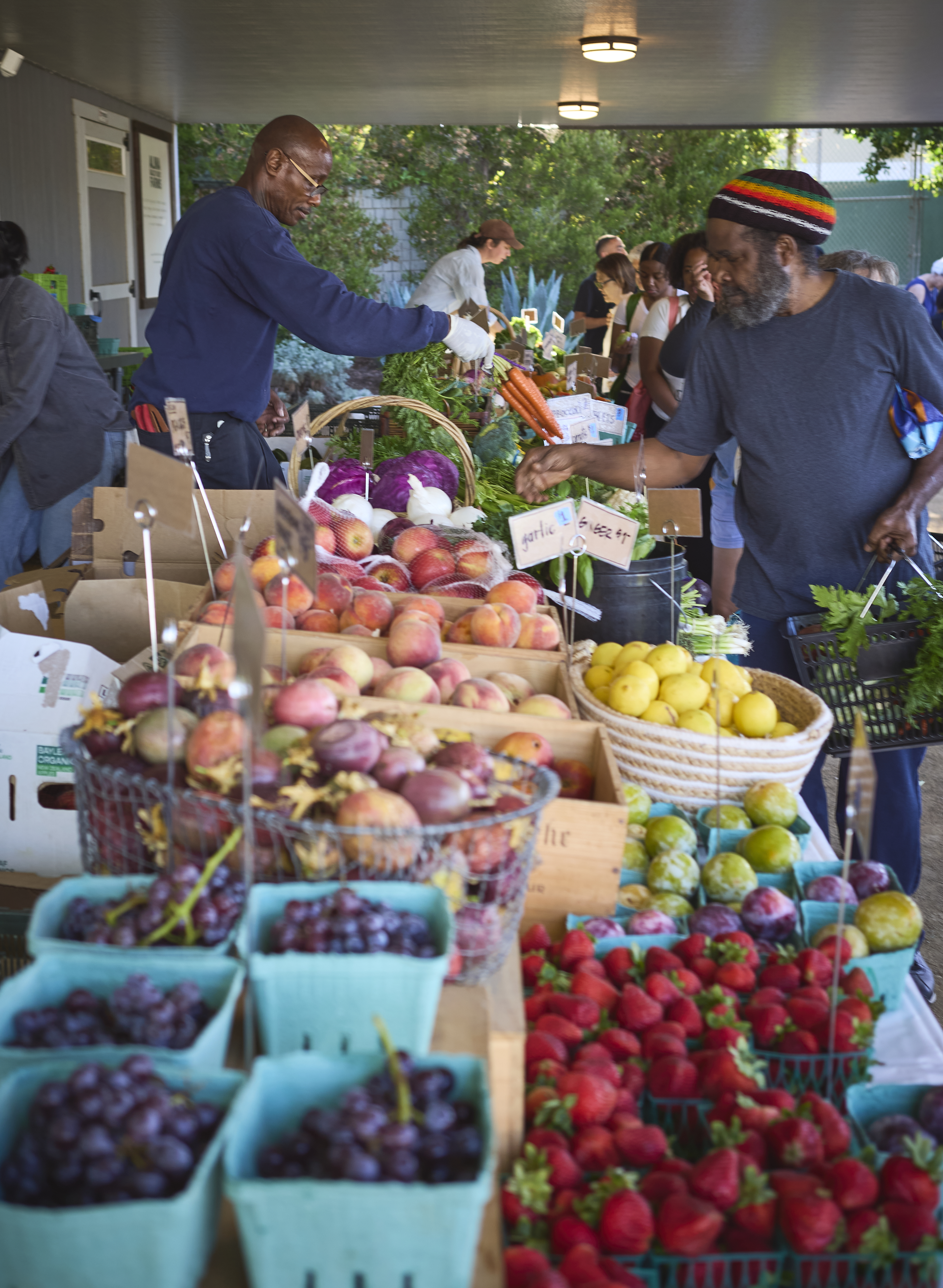 Diverse group of people standing among lush green crops in a community garden with banana trees and sunflowers.