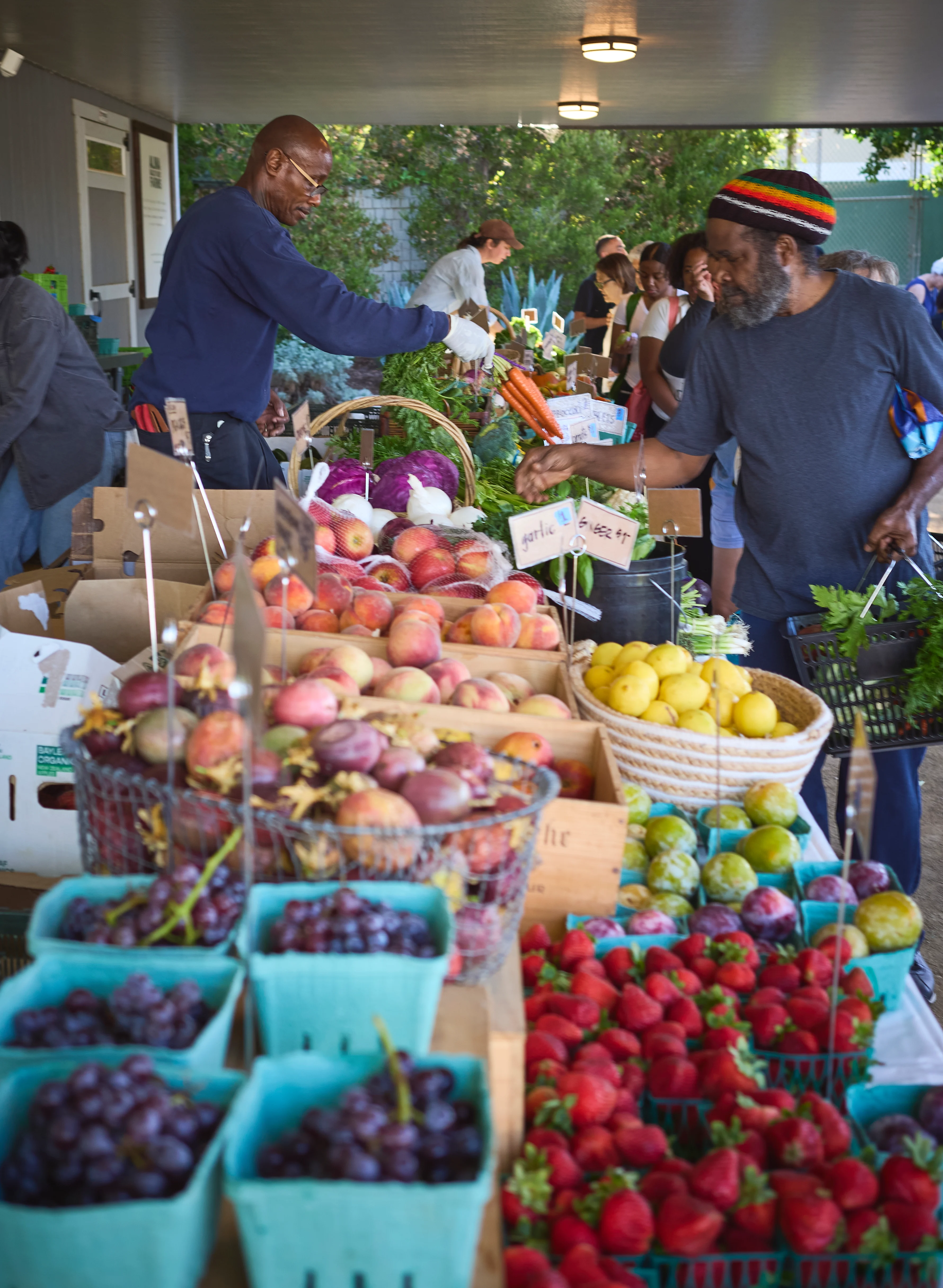 Diverse group of people standing among lush green crops in a community garden with banana trees and sunflowers.