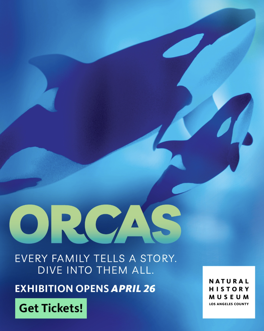 NHM's Orcas Flyer
