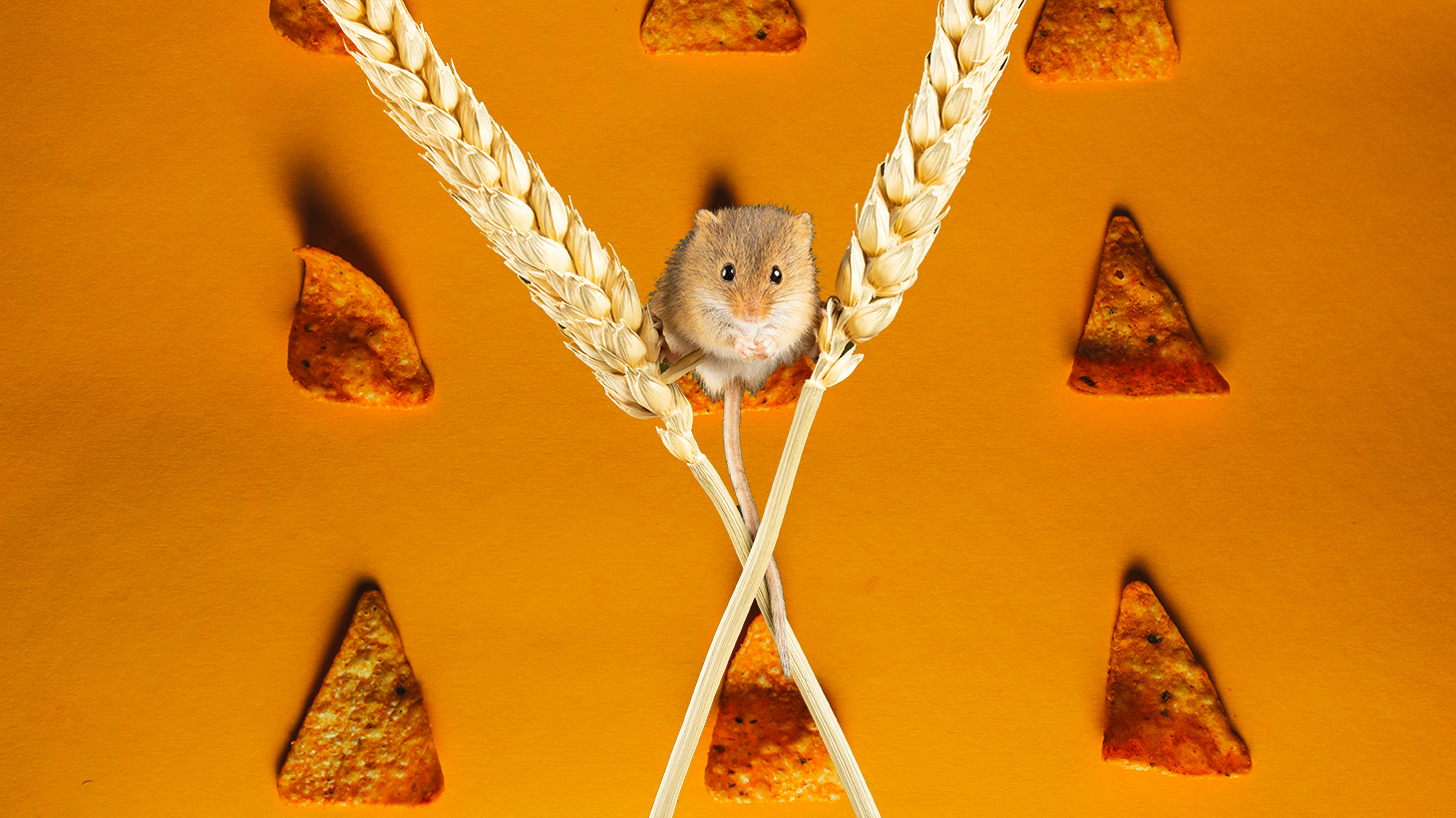 Scientists are making mice transparent using a common… | KCRW