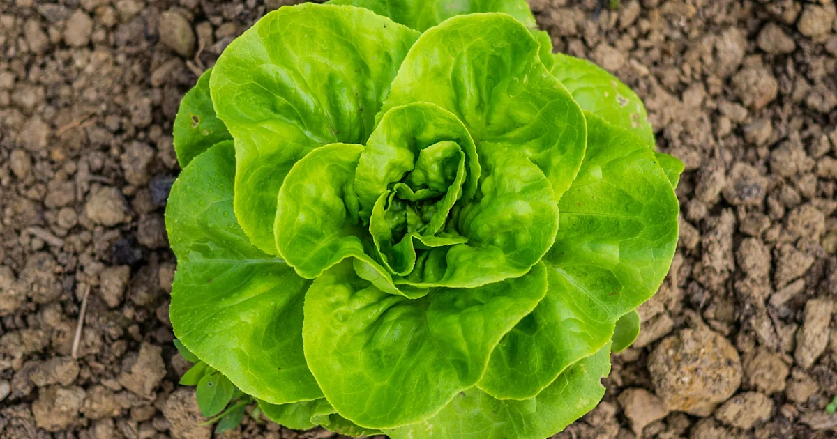 As cyclospora cases march forward, two experts parse…
