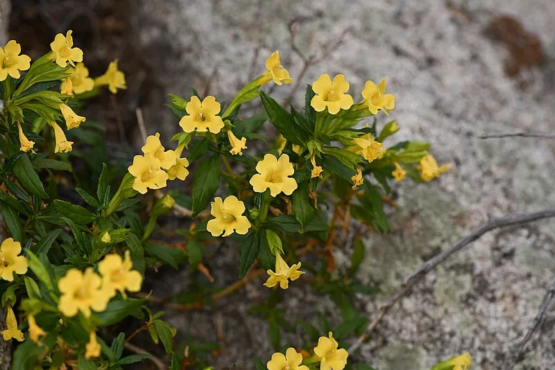 Petal to plate: Unveiling LA's edible wildflowers | KCRW