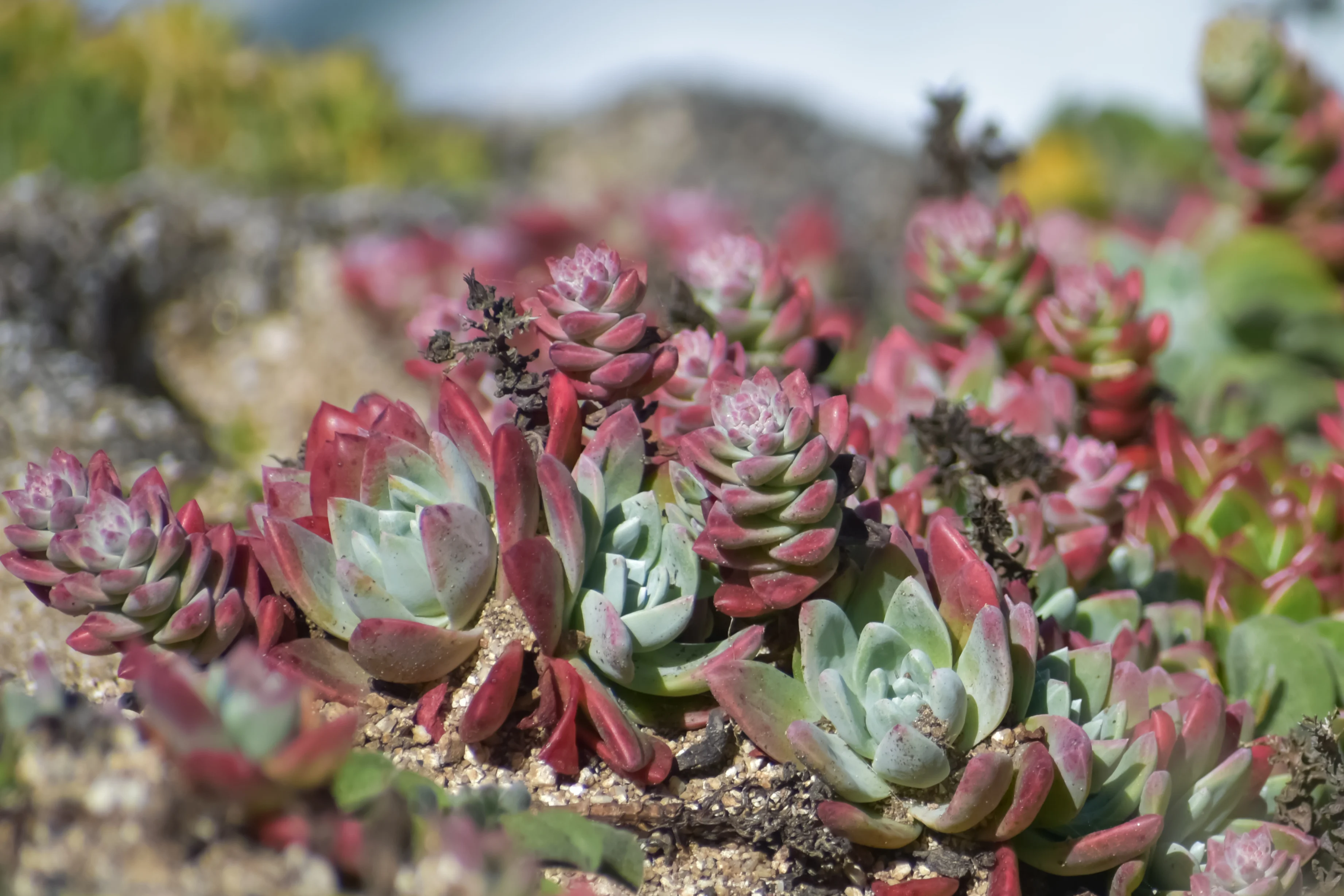succulent with small pink flowers Kalanchoe blossfeldiana 'Calandiva Pink'