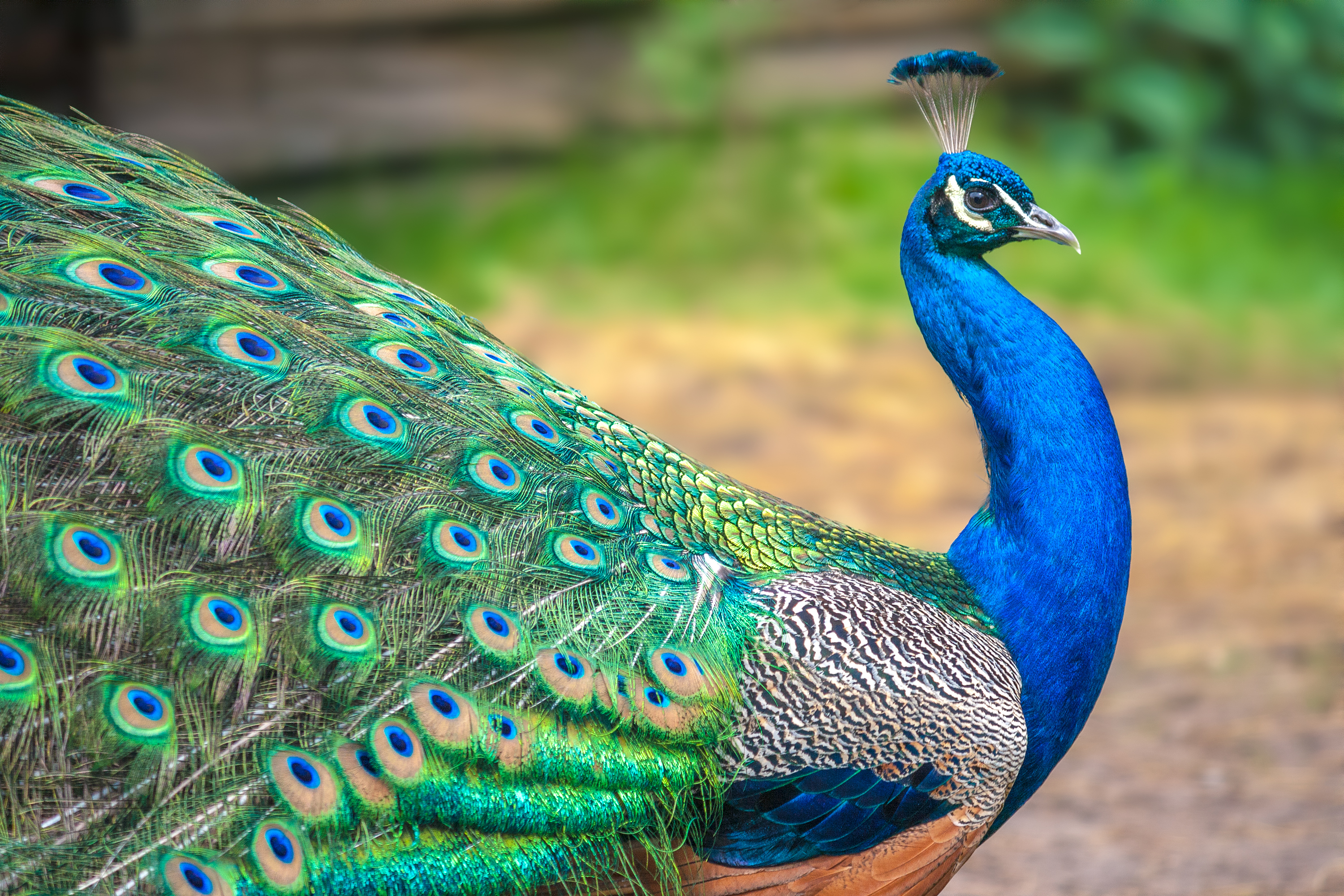Showy birds are raising a ruckus in California… | KCRW