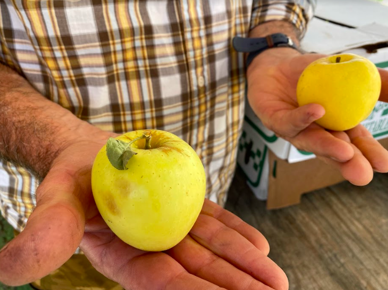 High temperatures literally cooked apples on the tree… | KCRW