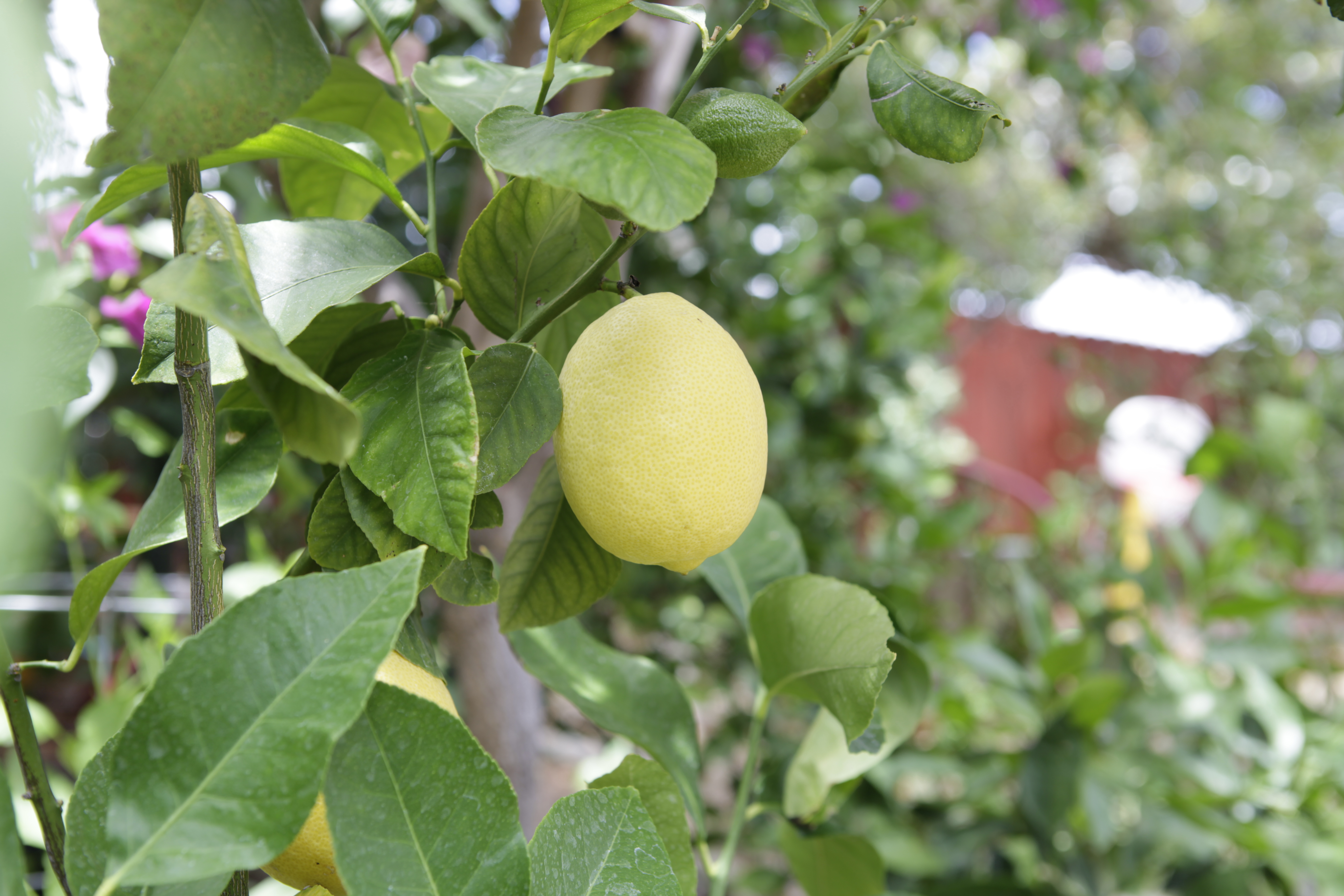 A closeup of a lemon hanging from a branch in a backyard. 