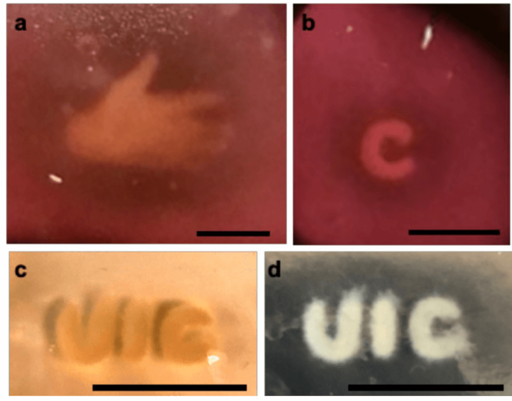 Bioprinting makes leaps in progress- examples-1024x802