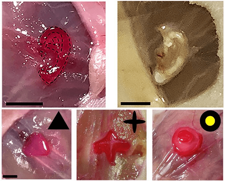 New 3D Bioprinting Method Uses Light to Grow Ears in Mice- New 3D Bioprinting Method Uses Light to Grow Ears in Mice- Picture1 (2)