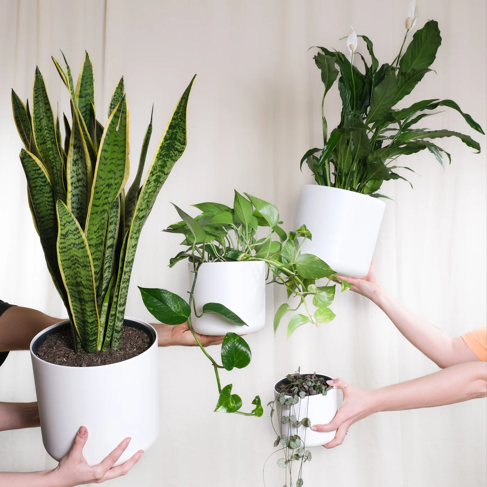 A bunch of plants being held up