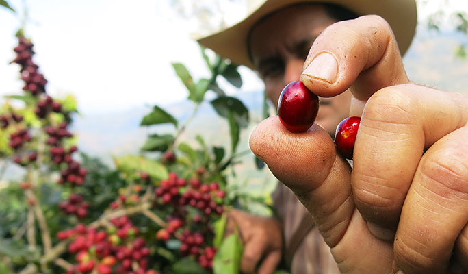 Rainforest Alliance coffee farmer with red coffee cherry