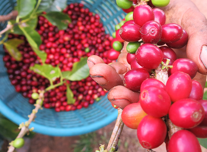 Coffee cherries