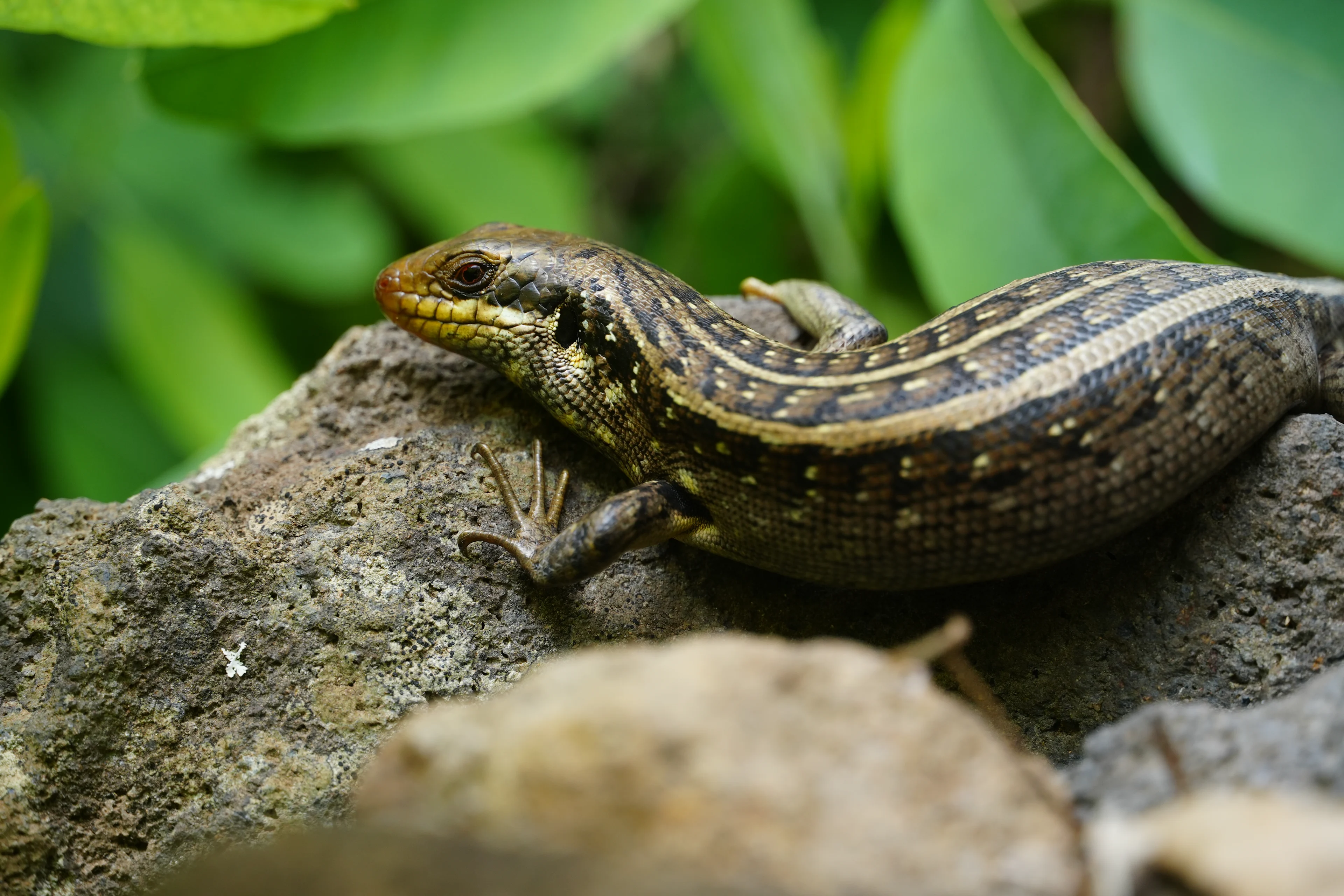 Close up of a gecko in the Serra Malagueta