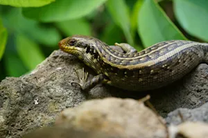 Close up of a gecko in the Serra Malagueta