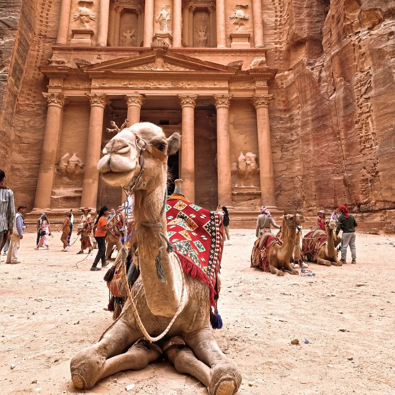 camel in front of the treasury, petra (square)