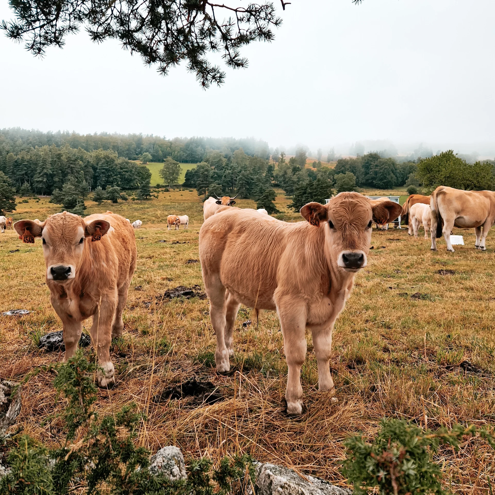 The cows of the Aubrac plateau