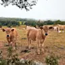 The cows of the Aubrac plateau