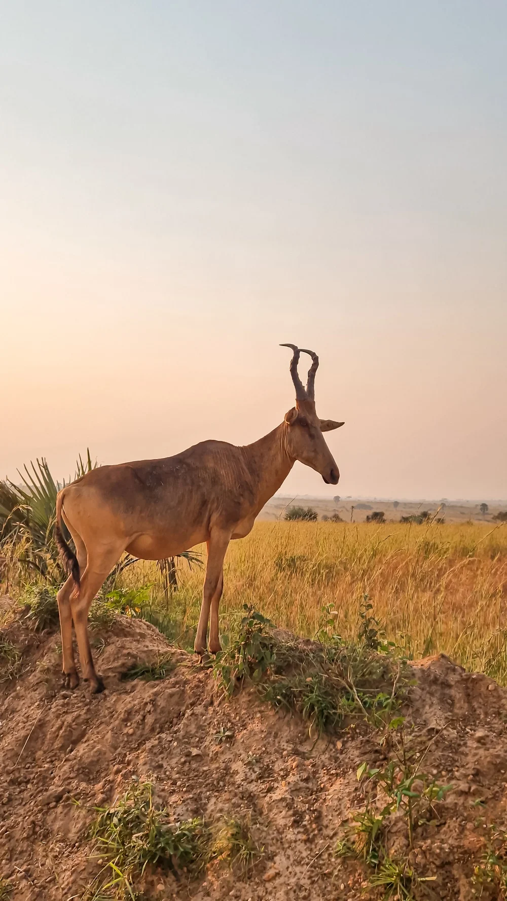 A Hartebeest overlooking the plains in Murchinson Falls National Park