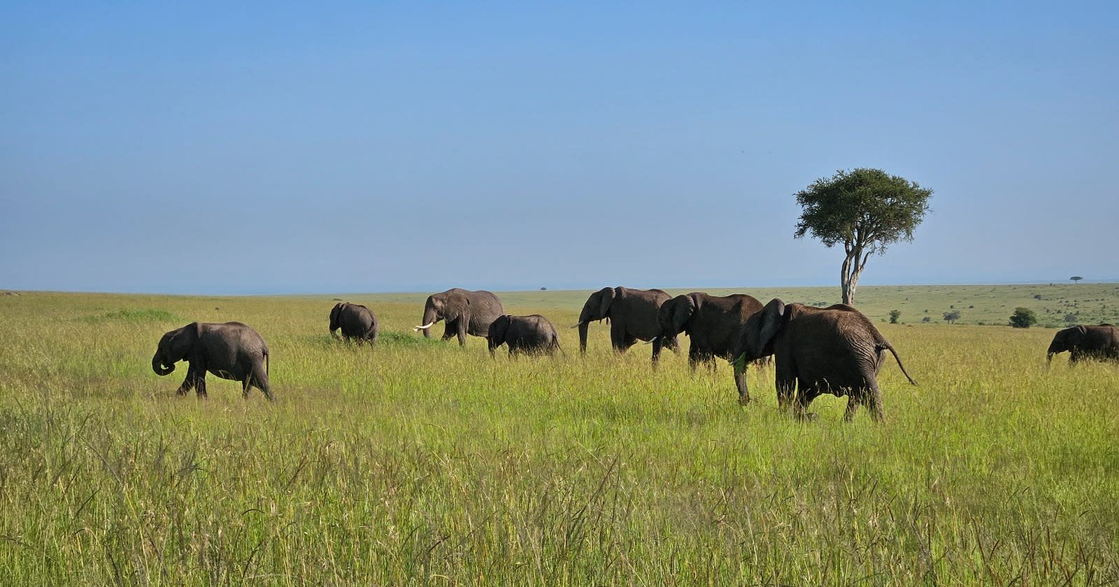 Cover Image for How to do a safari in Masai Mara on a budget