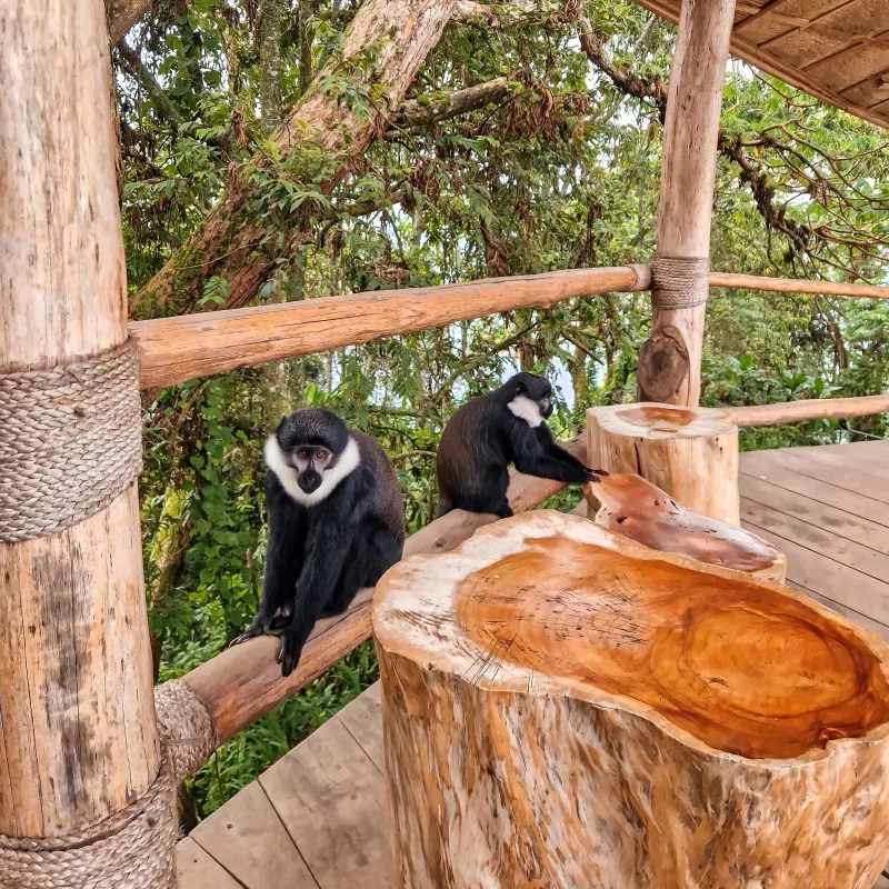Black and white monkeys in Rwanda