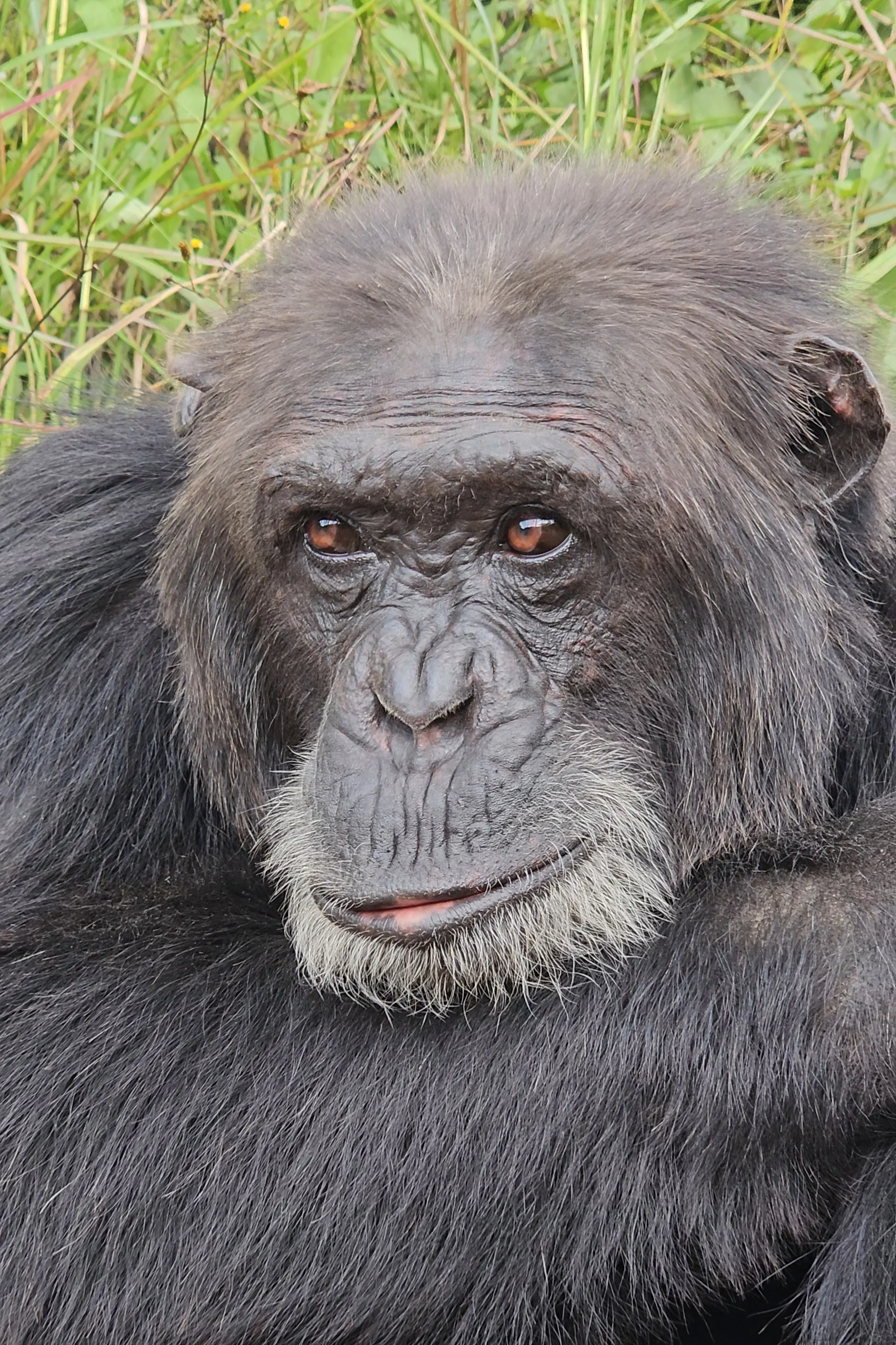 Observing and being observed by the chimps of Chimfunshi