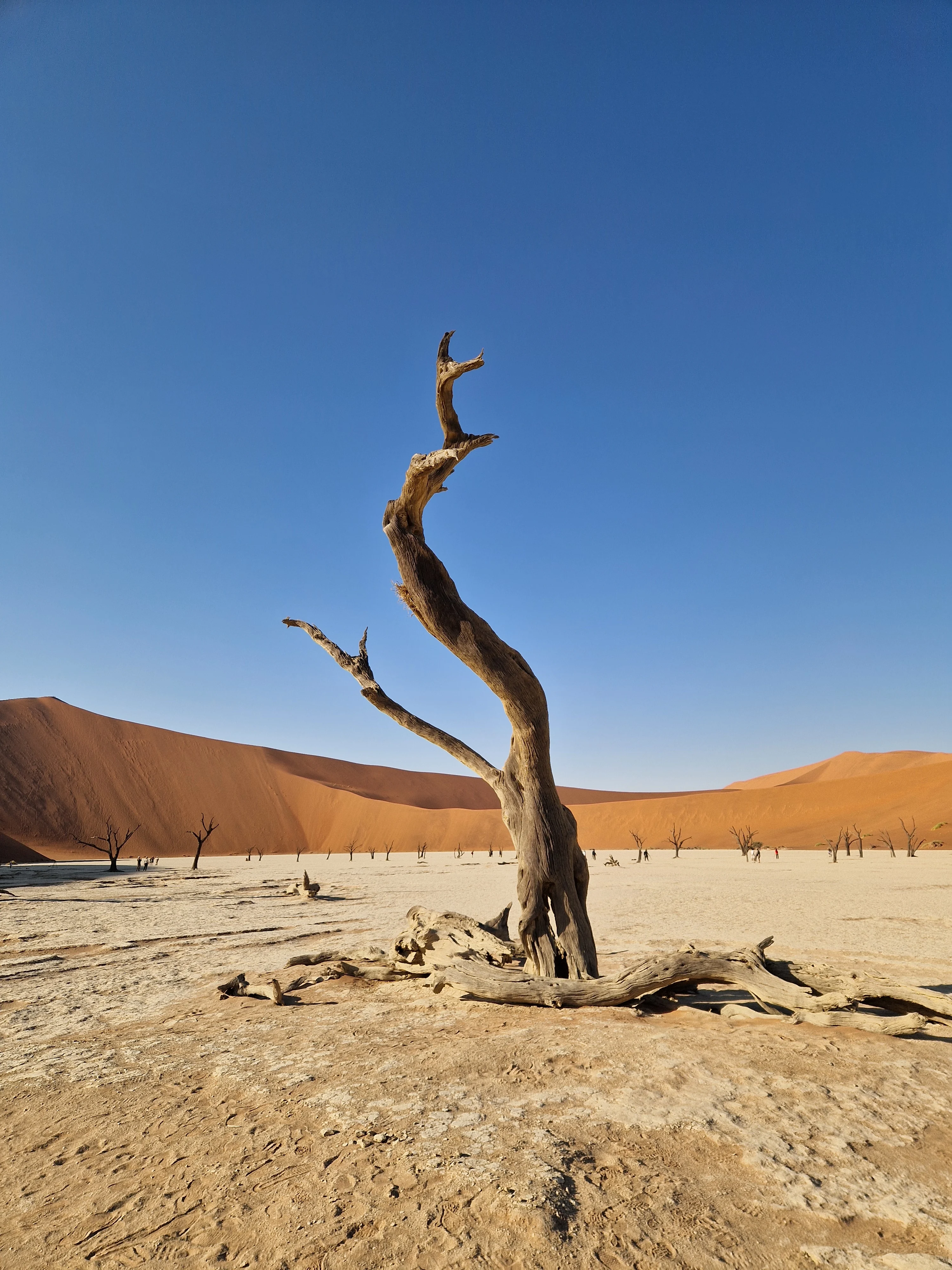 Deadvlei, the most photographed place in Namibia