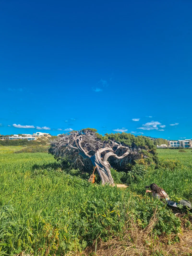 Cyprus Old Tree