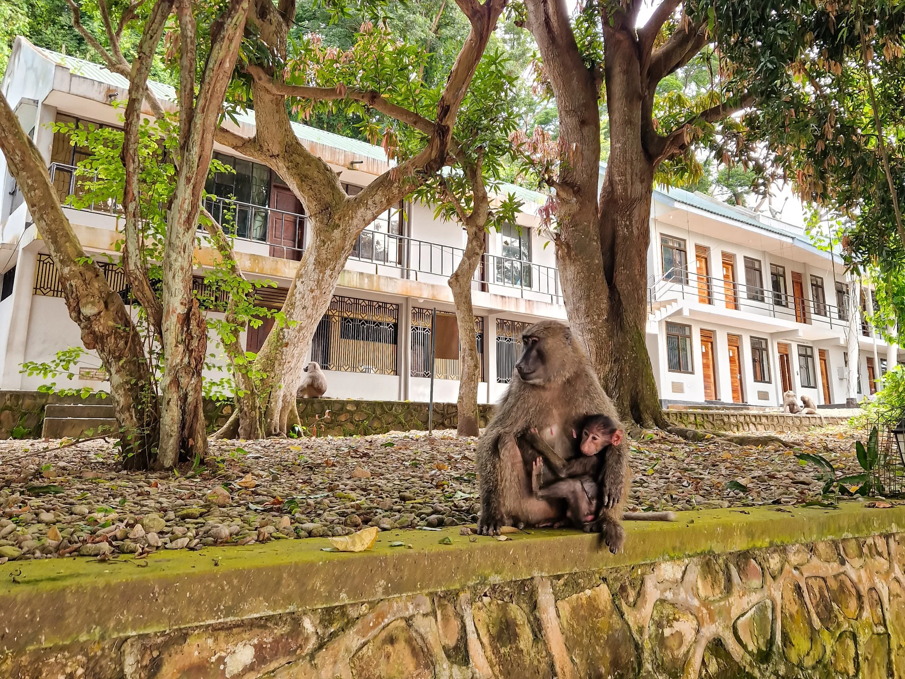 Alone in Gombe National Park, swimming with the baboons