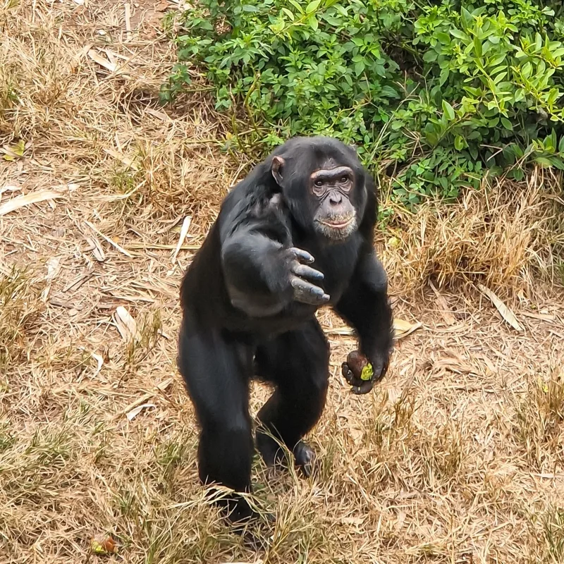 Chimp of Chimfunshi in Zambia