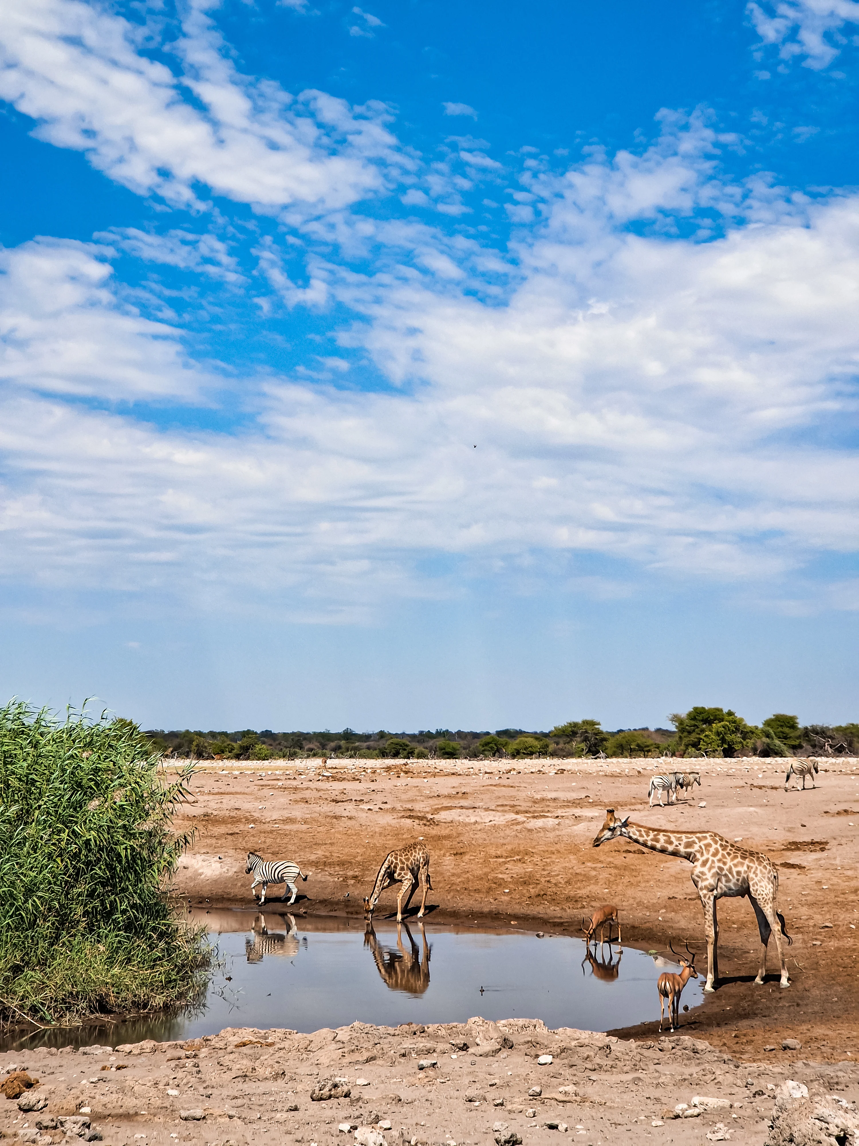 Etosha's waterholes are an absolute MUST on your Namibian itinerary