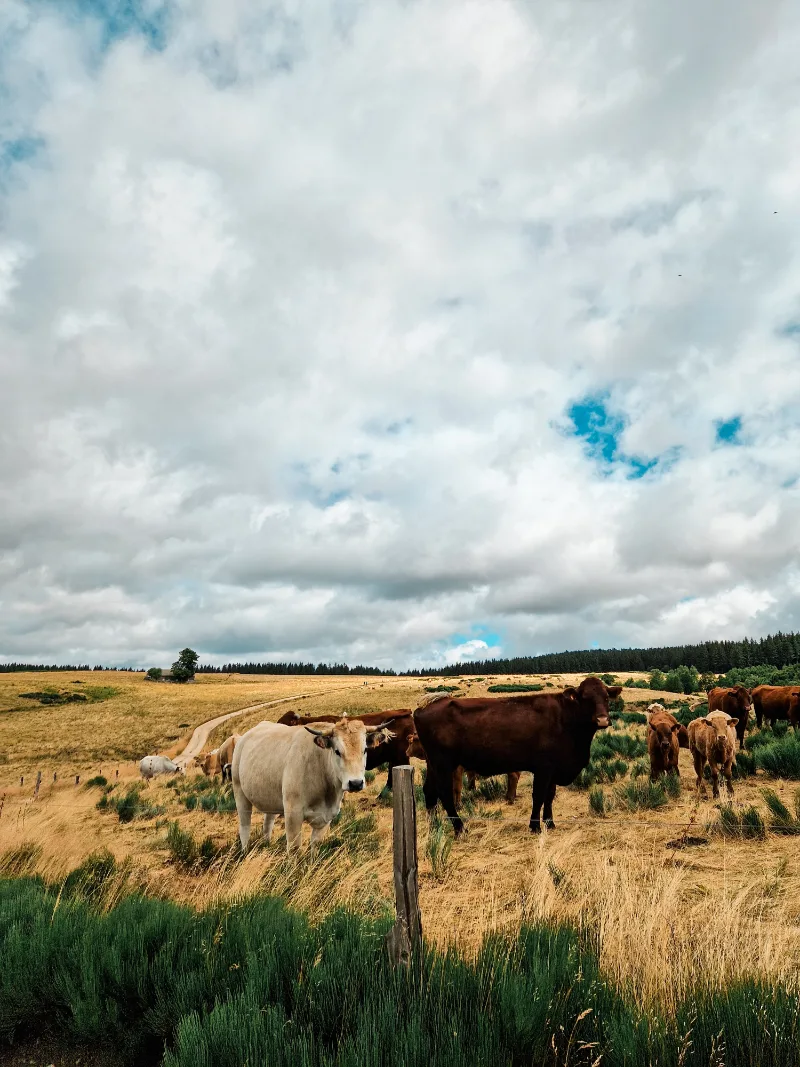 So many cows