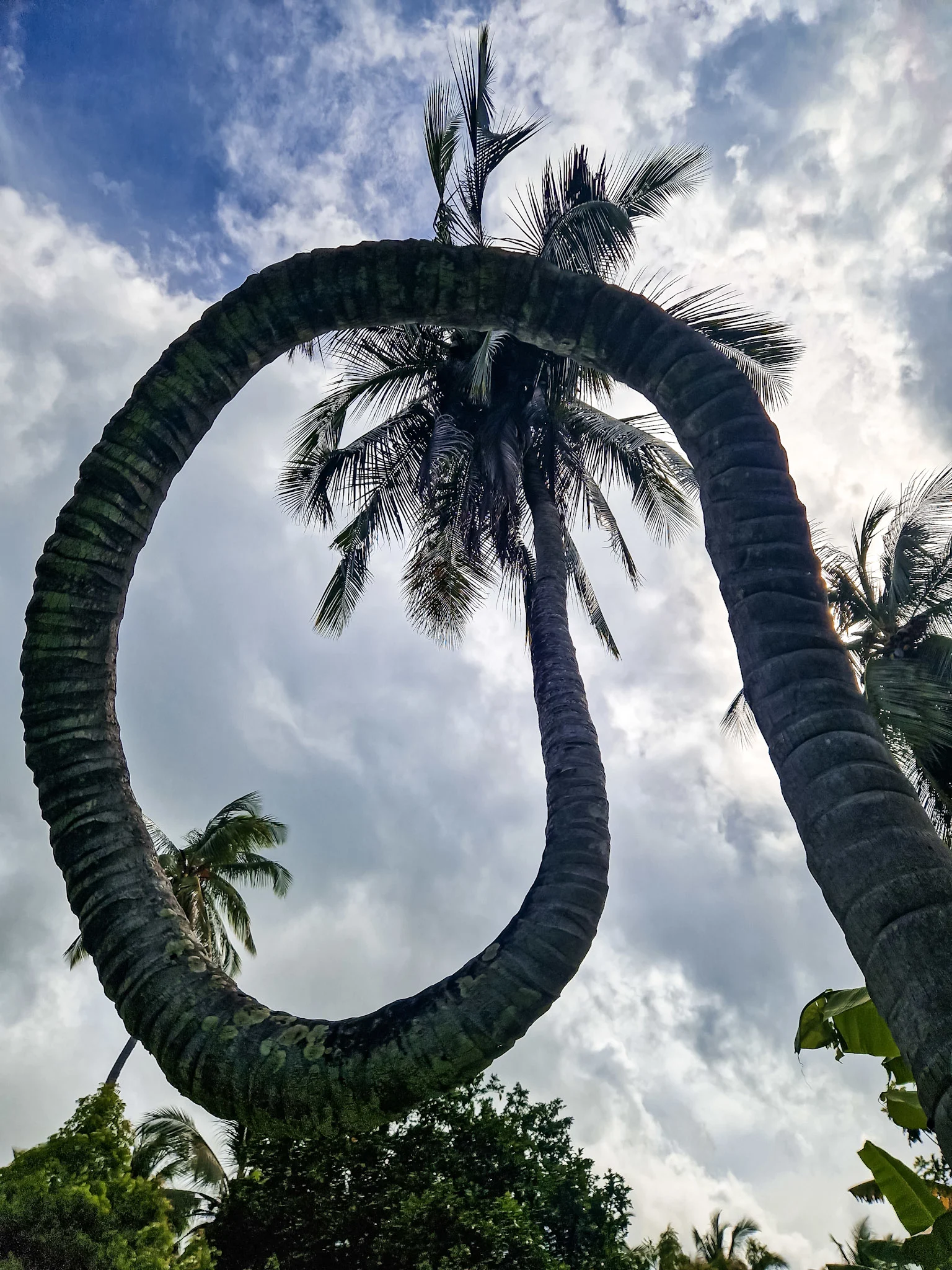 The famous spiral coconut tree of Chole Island