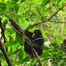 Chimps of Gombe (square)