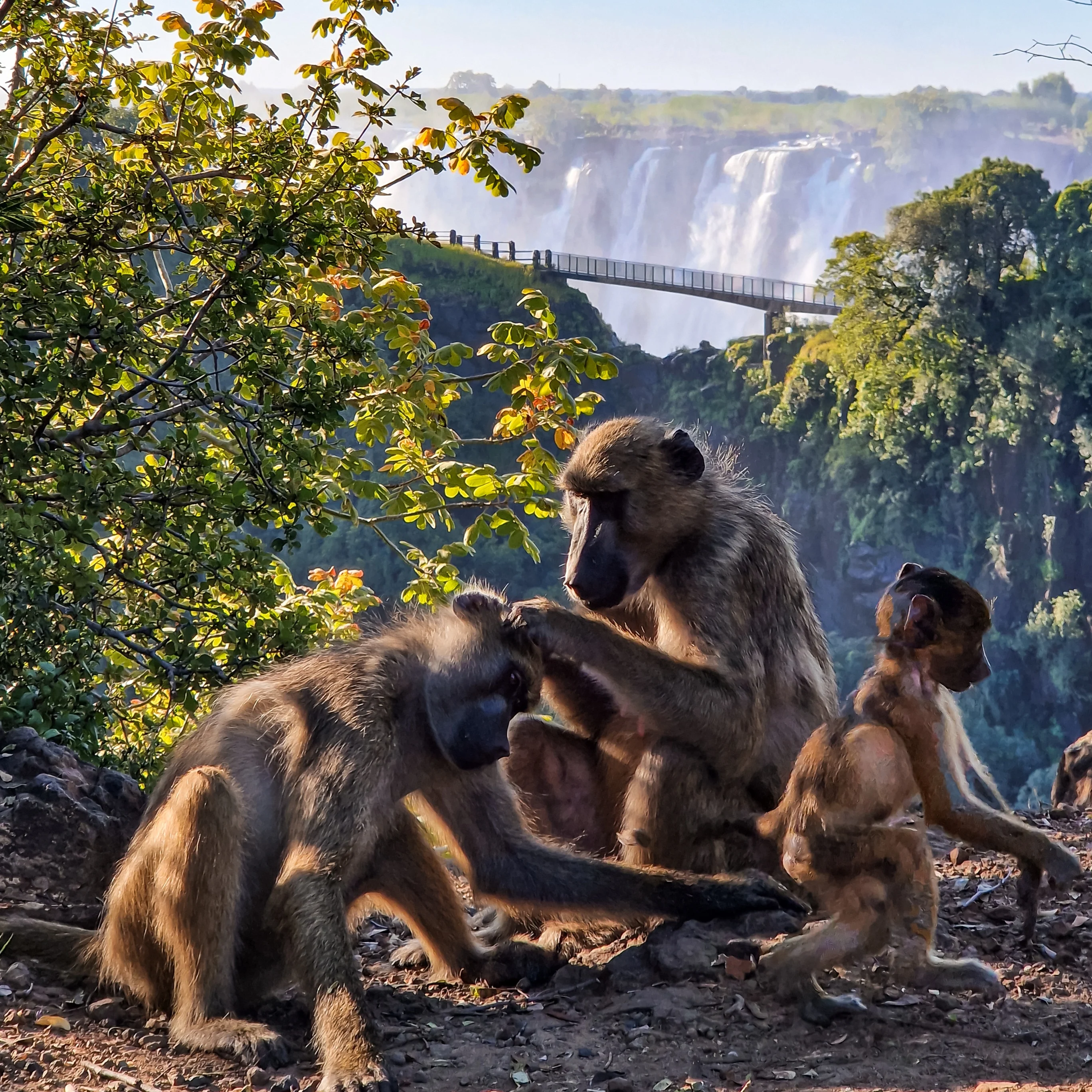 Baboons are everywhere around, beware !