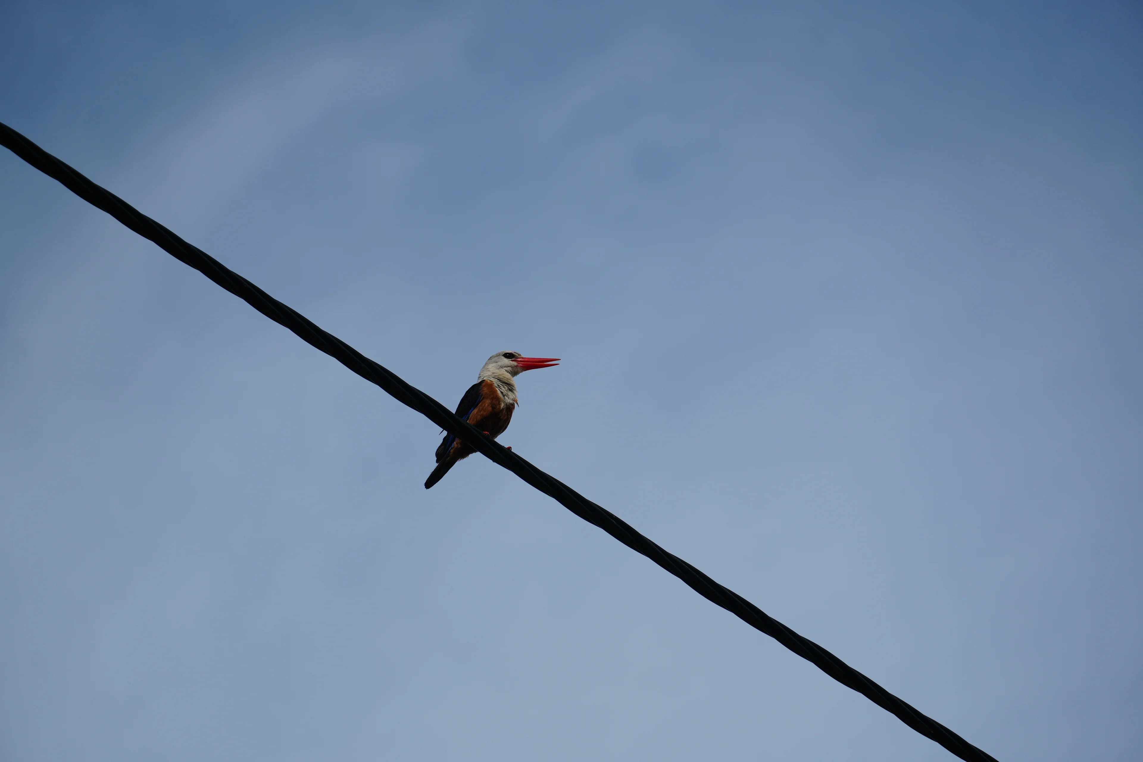 A colorful Kingfisher watching us from above