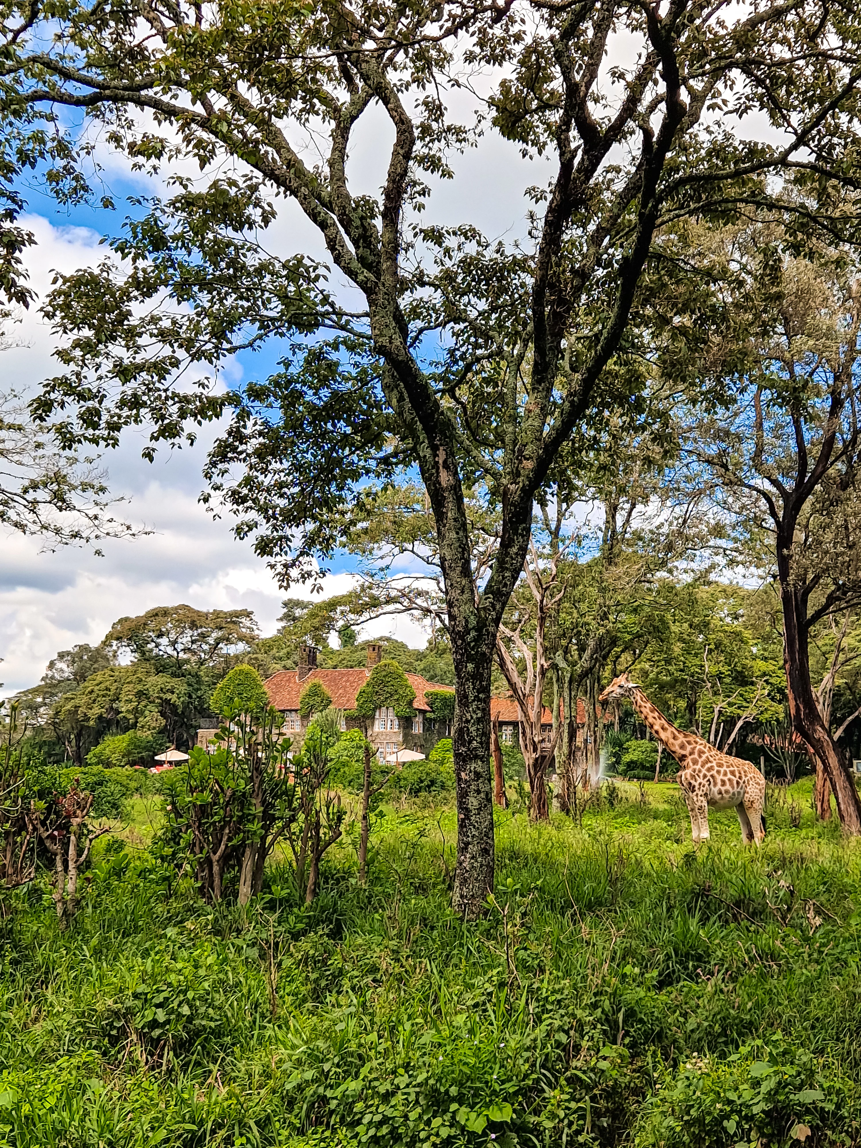 Giraffe Center, Nairobi, Kenya