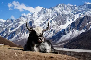 A yak in Nepal's Langtang Valley