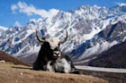 A yak in Nepal's Langtang Valley