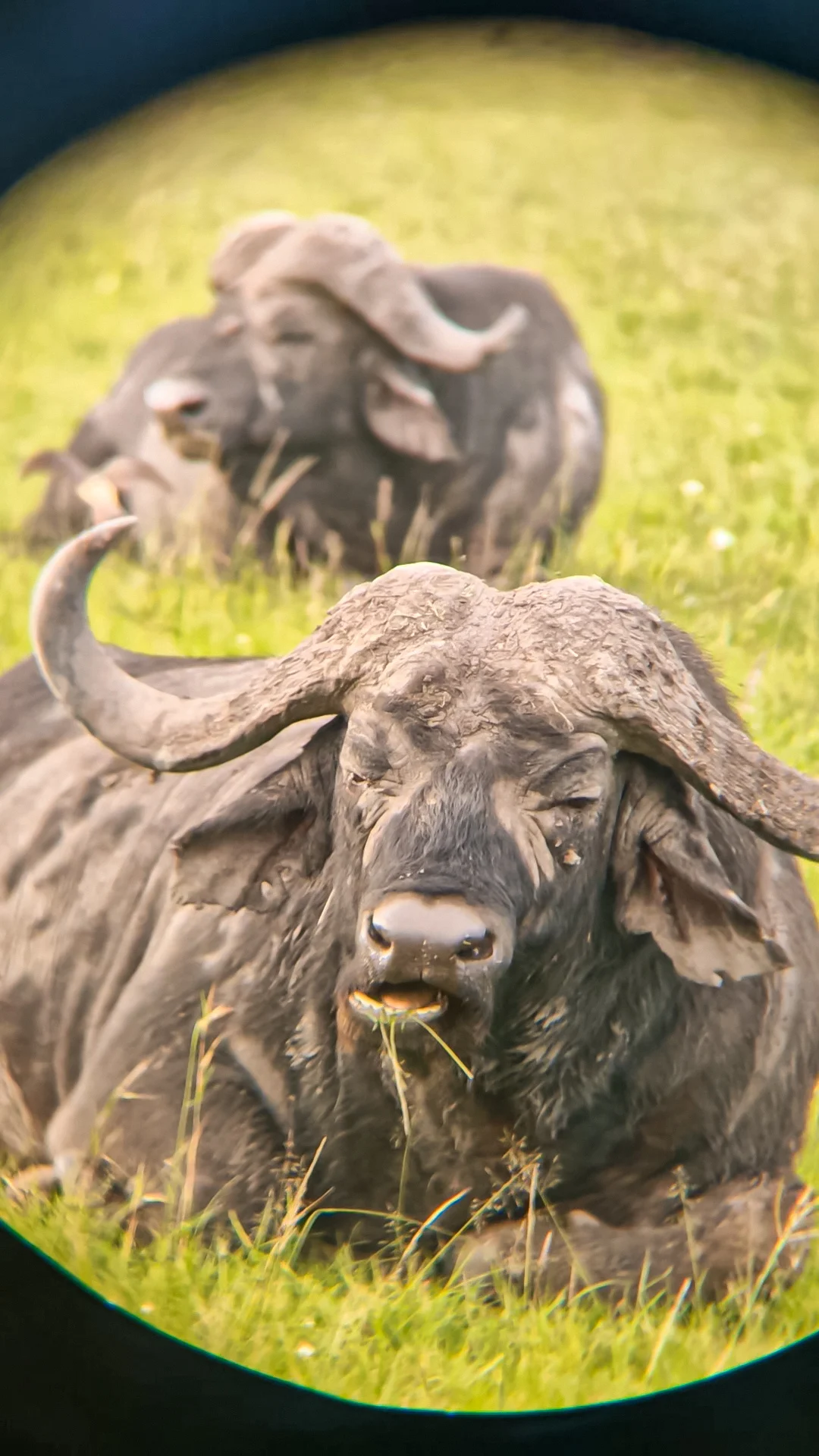 Water buffalos through the binoculars