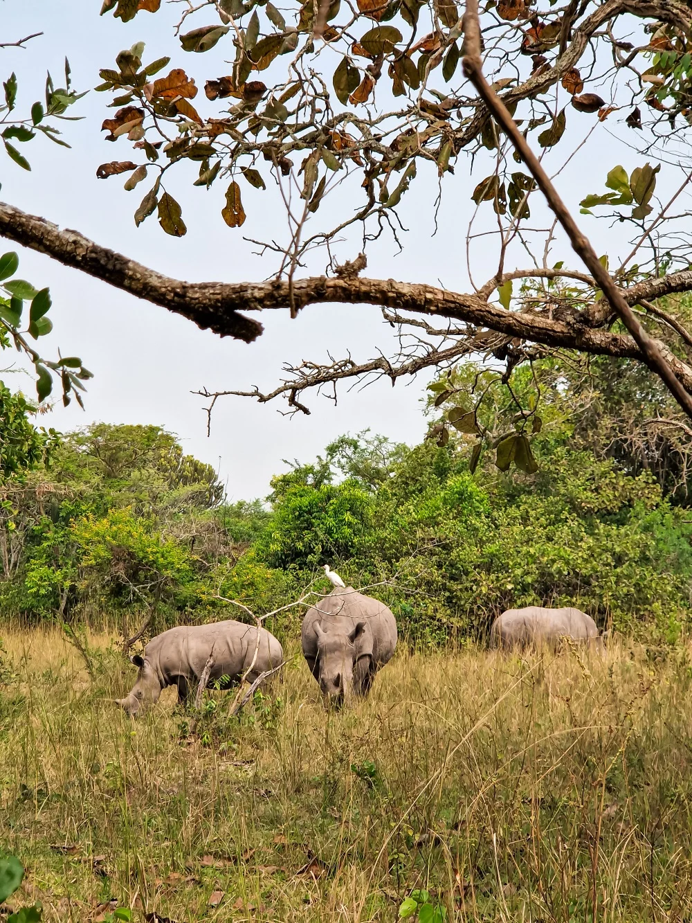Walking among white rhinos in Ziwa Sanctuary